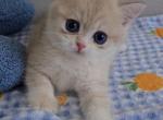 Lucian&lowbar; - British Shorthair Kitten For Sale - 