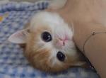 Royce - British Shorthair Kitten For Sale - 