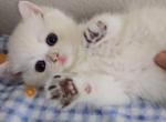 Aven - British Shorthair Kitten For Sale - Chino&comma; CA&comma; US
