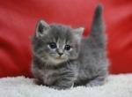 Munchkin Kittens Ready To Go Now - Munchkin Kitten For Adoption - McAllen&comma; TX&comma; US