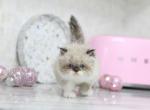 Persian Kittens Ready To Go Now - Persian Kitten For Sale - 