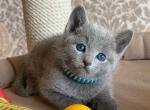 Russian Blue Kittens Ready To Go Now - Russian Blue Kitten For Sale - 