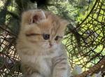 British Shorthair Kittens Ready To Go Now - British Shorthair Kitten For Sale - 