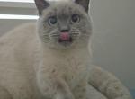 Mitsy - Munchkin Cat For Sale - Chino&comma; CA&comma; US