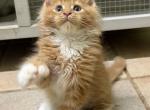 Maine Coon Kittens Ready To Go Now - Maine Coon Kitten For Sale - McAllen&comma; TX&comma; US