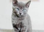 Russian Blue Kittens Ready To Go Now - Russian Blue Kitten For Sale - 
