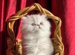 Persian Kittens Ready To Go Now - Persian Kitten For Sale - 