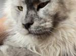 Moscow - Maine Coon Cat For Sale - Gaylord&comma; MI&comma; US