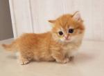 Munchkin Kittens Ready Now - Munchkin Kitten For Sale - 