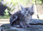 Maine Coon Kittens Ready Now - Maine Coon Kitten For Sale - New York City&comma; NY&comma; US