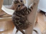Healthy Bengal Kittens For Sale - Bengal Kitten For Sale - 