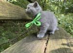 Healthy British Shorthair Kittens For Sale - British Shorthair Kitten For Sale - Seattle&comma; WA&comma; US