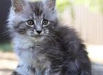 Healthy Maine Coon Kittens For Sale - Maine Coon Kitten For Sale - Seattle&comma; WA&comma; US