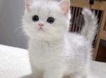 Healthy Munchkin Kittens For Sale - Munchkin Kitten For Sale - Seattle&comma; WA&comma; US