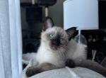 ONE FEMALE SIAMESE - Siamese Kitten For Sale - Philadelphia&comma; PA&comma; US