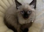 Willow - Siamese Kitten For Sale - IN&comma; US