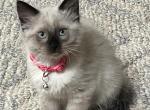 Jasmine - Siamese Kitten For Sale - IN&comma; US