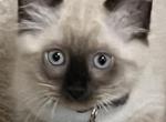 Bella - Siamese Kitten For Sale - 