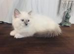 Sophia - Ragdoll Kitten For Sale - Scott Township&comma; PA&comma; US
