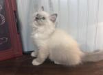 Blue mitted male - Ragdoll Kitten For Sale - 