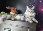 Ivar - Maine Coon Cat For Sale/Retired Breeding - Clayton&comma; NC&comma; US