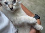 Male Siamese kitten - Siamese Kitten For Adoption - Westfield&comma; MA&comma; US