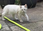 Siamese female kitten - Siamese Kitten For Adoption - Westfield&comma; MA&comma; US