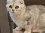 Martha - Scottish Fold Kitten For Sale - Holland&comma; PA&comma; US