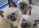 Seal points - Siamese Kitten For Sale - South Wales&comma; NY&comma; US