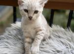 Woody - Bengal Kitten For Sale - 