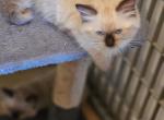 ENCHANTING Babies - Ragdoll Kitten For Sale - 