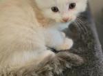 ENCHANTING GIRL - Ragdoll Kitten For Sale - Dexter&comma; KY&comma; US