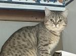 Boris - Scottish Straight Cat For Sale - 