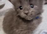 Asgard Arrakis litter - Maine Coon Kitten For Sale - Minden&comma; NV&comma; US