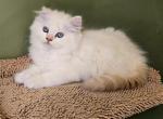 Olaf and Frost - Himalayan Kitten For Sale - Glenwood&comma; NJ&comma; US