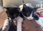 Tiny Kittens - American Shorthair Kitten For Sale - Colesville&comma; MD&comma; US