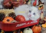 LillyFinley - Ragdoll Kitten For Sale - Lakeland&comma; FL&comma; US
