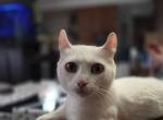 Duchess - Munchkin Cat For Sale/Service - Fort Worth&comma; TX&comma; US