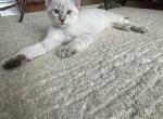 Cody - Balinese Kitten For Sale - Chicago&comma; IL&comma; US