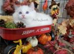 Splash - Ragdoll Kitten For Sale - Lakeland&comma; FL&comma; US