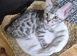 Silver Bengal - Bengal Kitten For Sale - Jefferson&comma; TX&comma; US