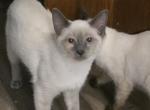 Blue point male - Siamese Kitten For Sale - Twin Lakes&comma; WI&comma; US