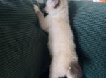 MANX SNOWSHOE JUNE 26 - Manx Kitten For Sale - Bryan&comma; TX&comma; US