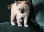 SNOWSHOE GIRL JUNE 26 - Snowshoe Kitten For Sale - Bryan&comma; TX&comma; US