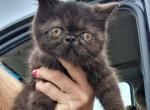 Tica black exotic shorthair kittens - Exotic Kitten For Sale - Woodburn&comma; IN&comma; US