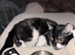 Seven - Domestic Cat For Adoption - Des Moines&comma; WA&comma; US