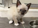 SNOWSHOE MANX GIRL JUNE 26 - Siamese Kitten For Sale - Bryan&comma; TX&comma; US