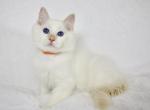 Thimble - Ragdoll Cat For Sale - 