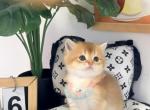 Nighthawk - British Shorthair Kitten For Sale - City Industry&comma; CA&comma; US