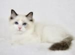 Pin - Ragdoll Cat For Sale - 